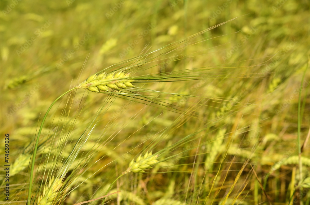 Scenic landscape with ears of barley against the sky in the sunl Scenic landscape with ears of barley against the sky in the sunl