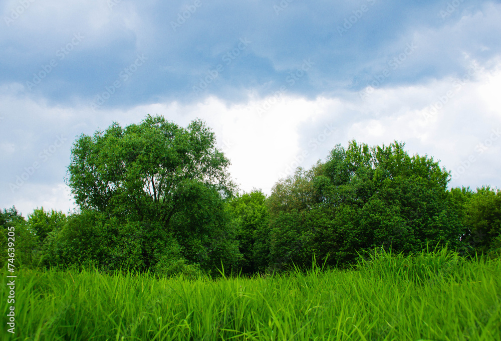summer forest edge and heavy clouds summer forest edge and heavy clouds