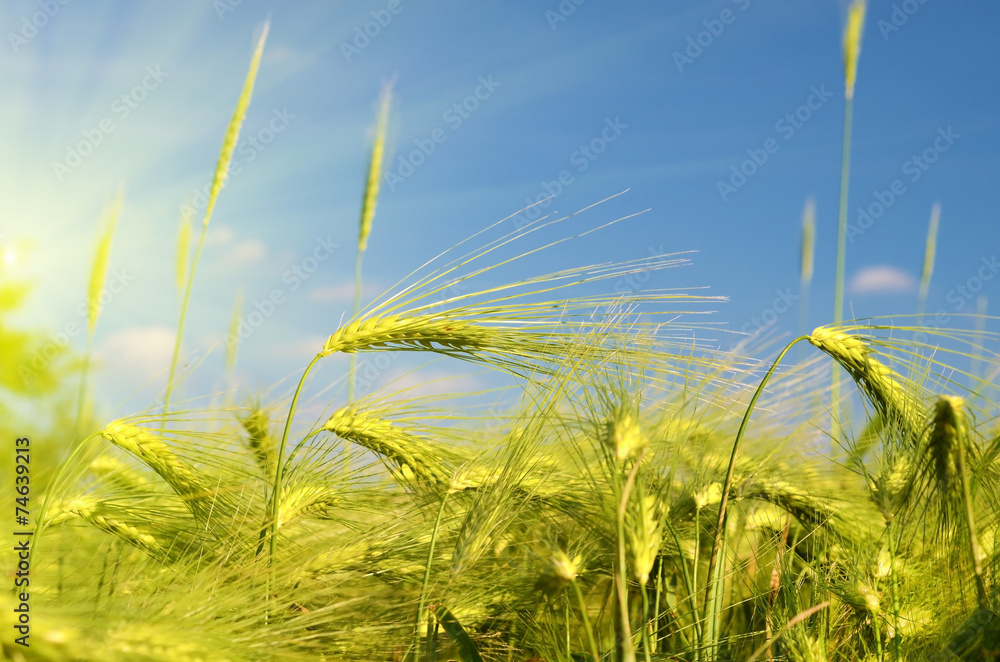 Obraz premium Scenic landscape with ears of barley against the sky in the sunl