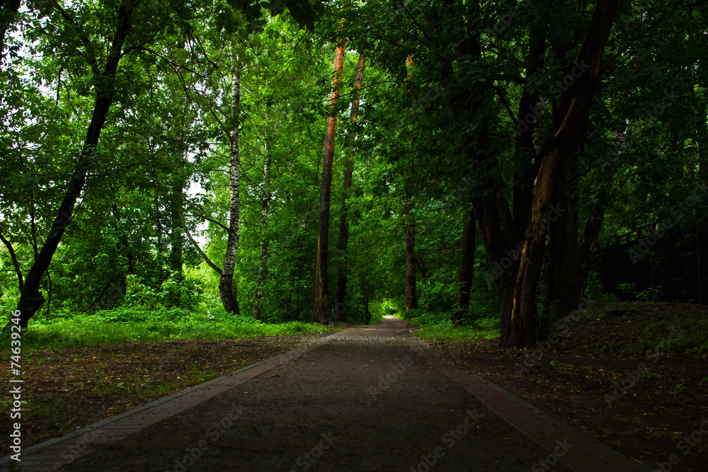 Fototapeta premium road through the summer, green, park