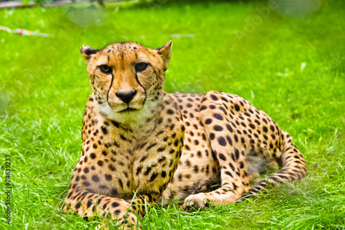 Photography cheetah resting in the summer sun