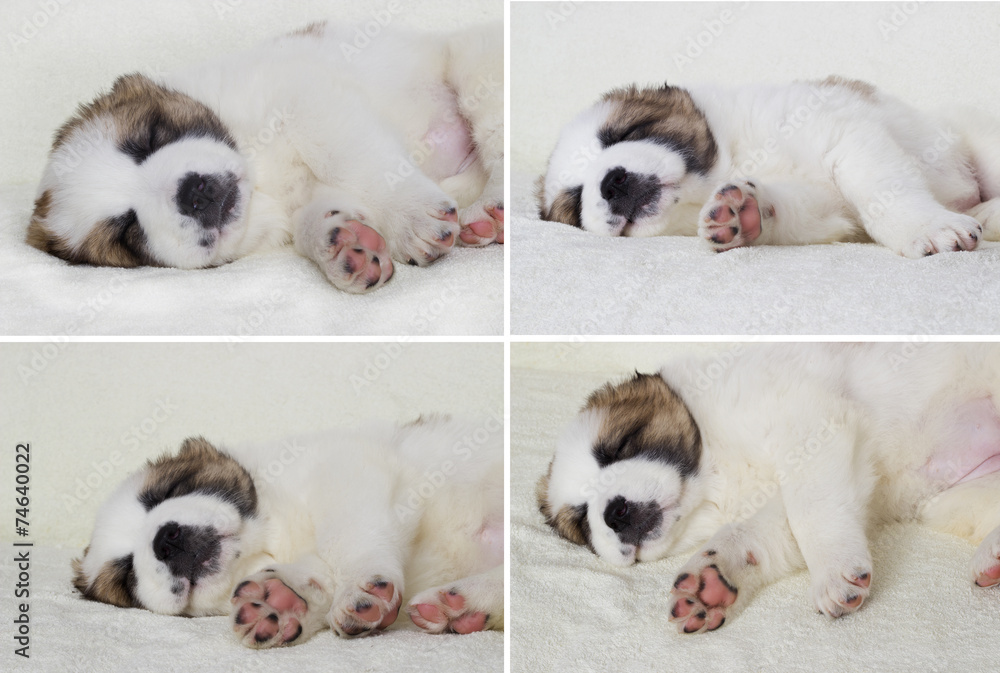 puppy sleeping puppy sleeping