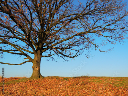 Single oak on prairie hill in the autumn
