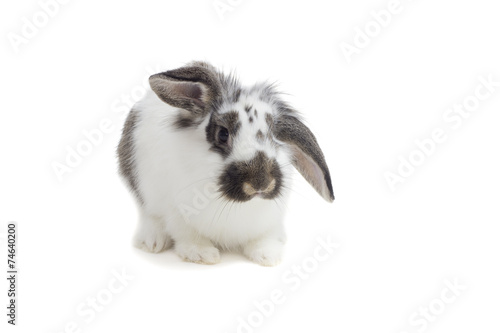 lop-eared bunny sits on a white background isolated
