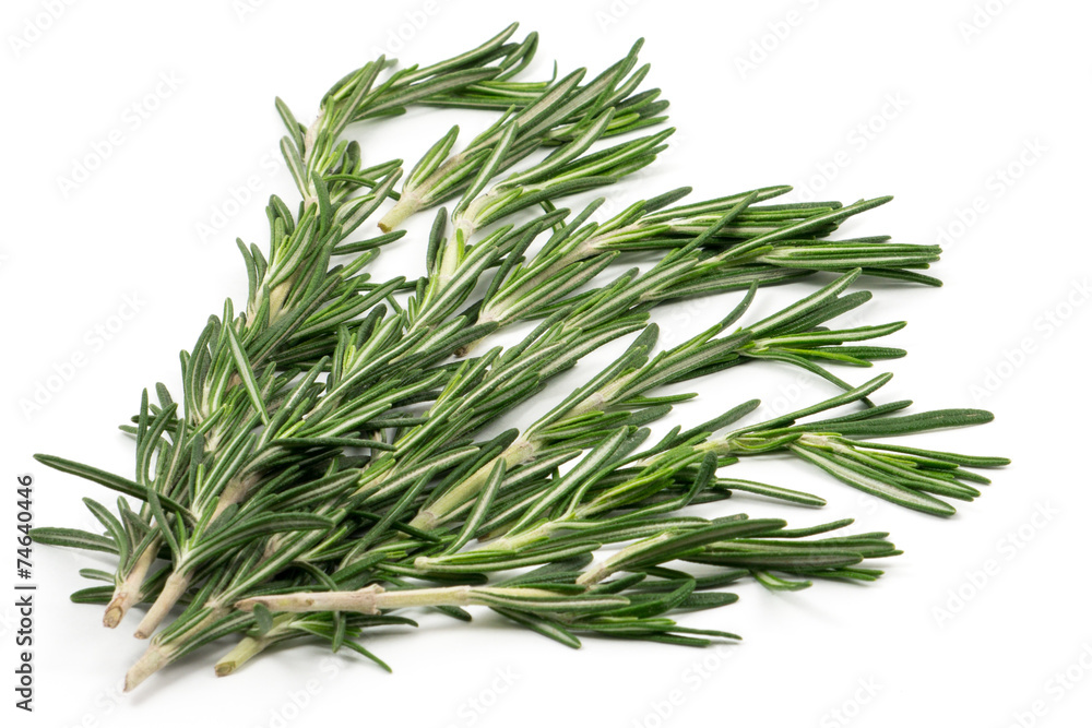 Fototapeta premium Sprigs of rosemary