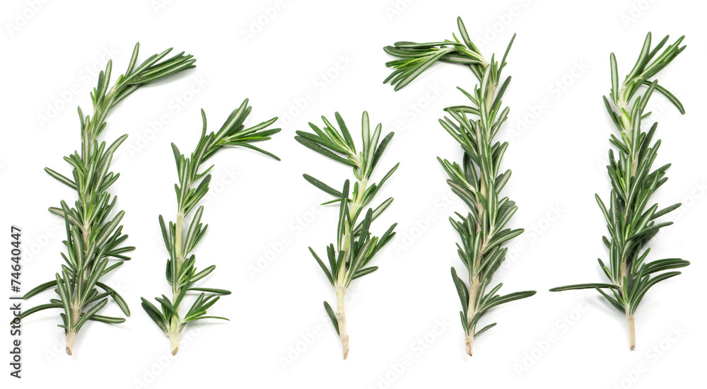 Fototapeta premium Sprigs of rosemary