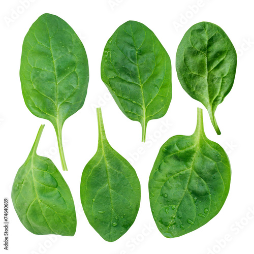 Fresh green baby spinach leaves isolated on white