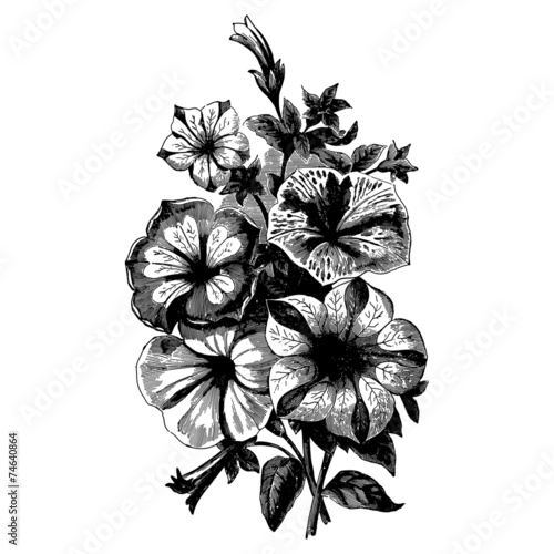 Vintage begonias