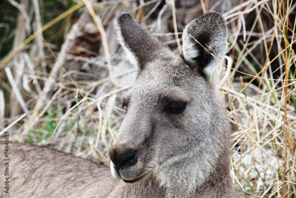Fototapeta premium Kanguruhgesicht in den Grampians - Australien