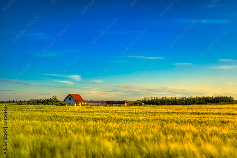 Wheat field with a farmhouse