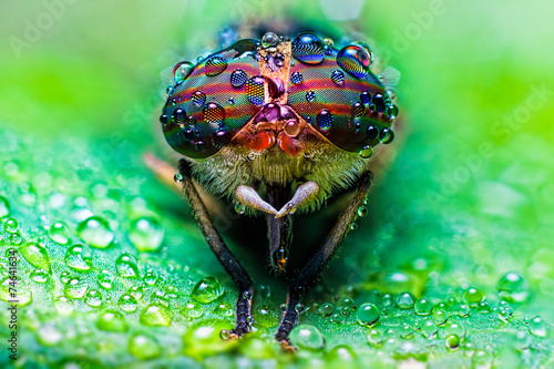 Close up view of the eyes a Tabanus abdominalis horsefly with ra