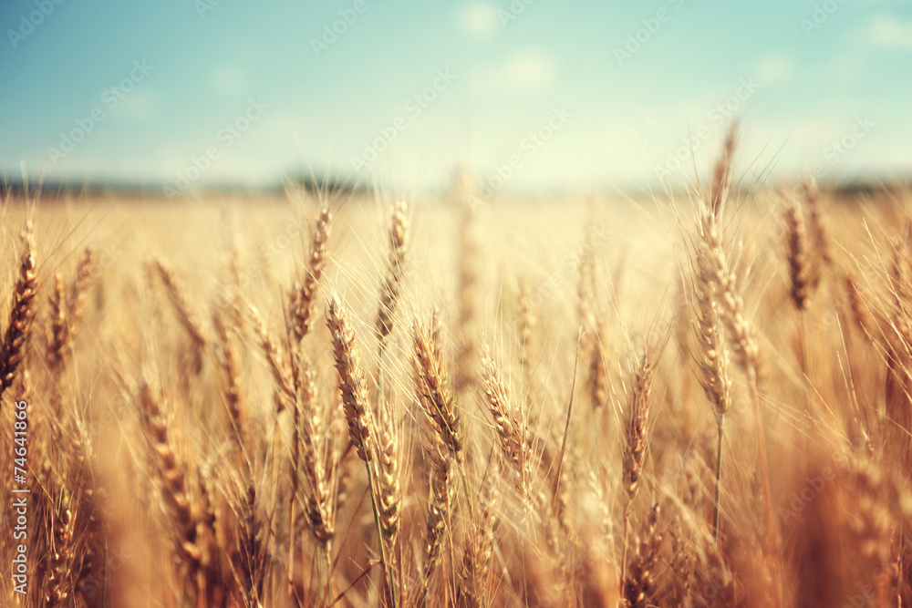 Fototapeta premium złote pole pszenicy i słoneczny dzień