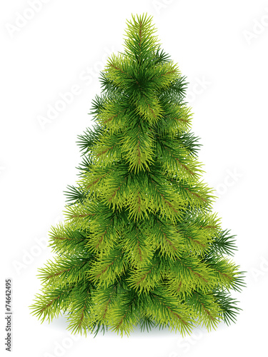 pine tree