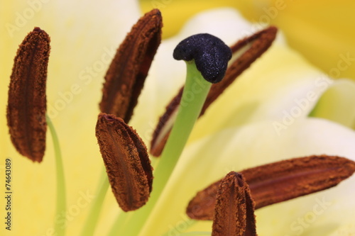 Easter Lily,Longflower Lily,closeup photo