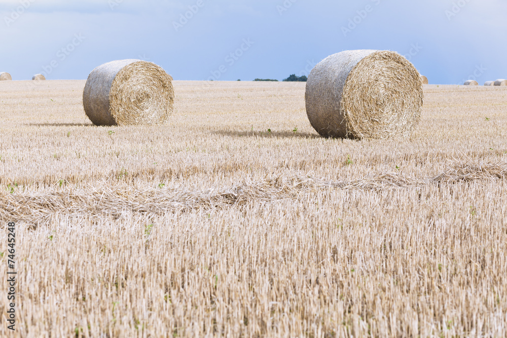 bales of grain after harvesting a wheat field bales of grain after harvesting a wheat field
