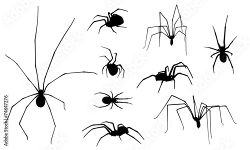 spiders