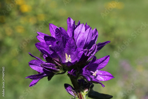 campanula a globo (campanula glomerata)