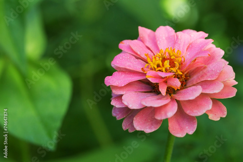 Bright pink garden zinnia