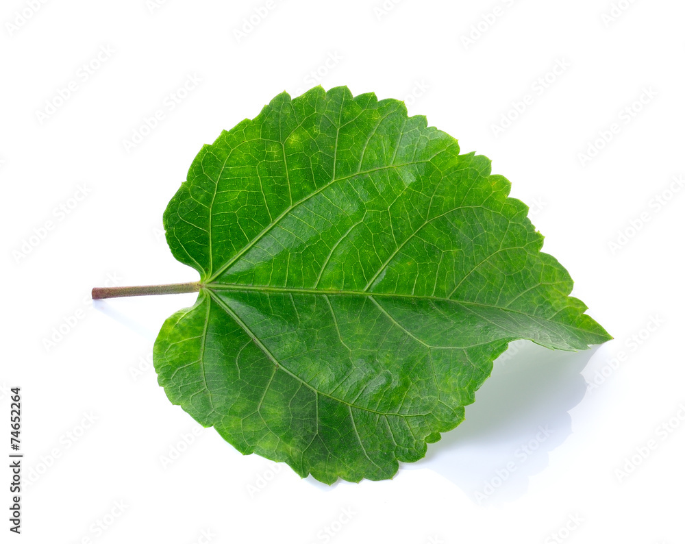 Fototapeta premium green leaves on white background