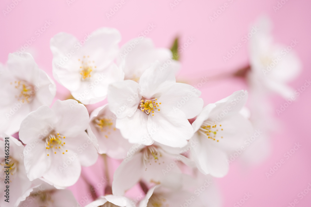 サクラの花 サクラの花