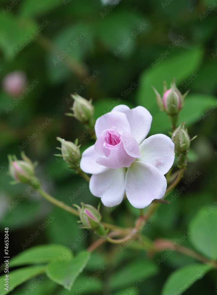 Obraz premium 白いバラ