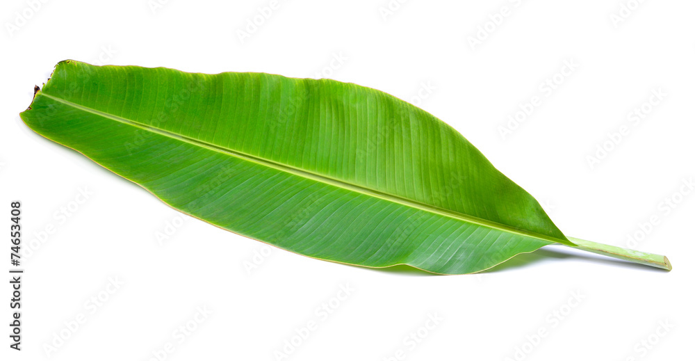 Obraz premium banana leaves on white background
