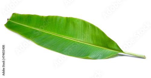 banana leaves on white background