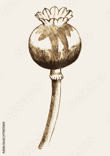 Sketch illustration of an opium plant