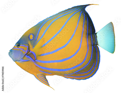 Tropical fish isolated on white: Bluering Angelfish