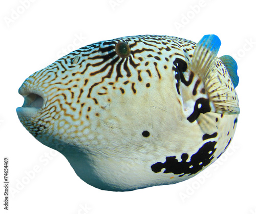 Giant Puffer fish isolated on white photo