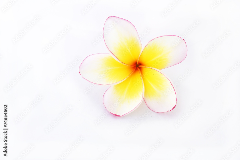 Fototapeta premium frangipani flower isolated white background