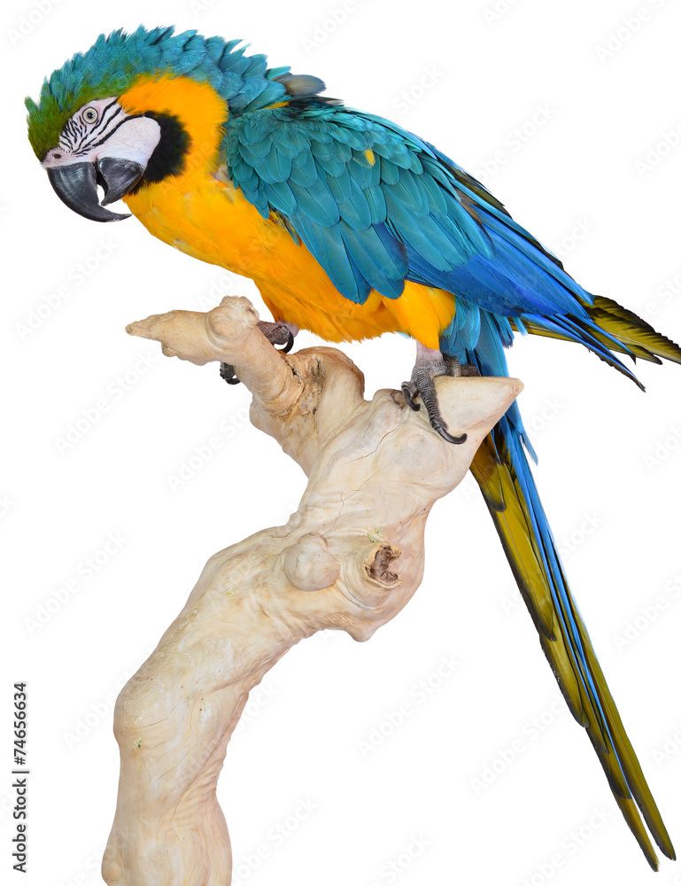 Fototapeta premium Blue and Gold Macaw