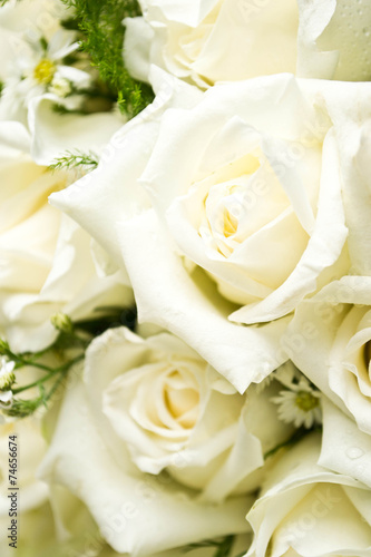 white roses as a background © thanamat