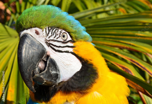 Tropical Blue and Gold Macaw