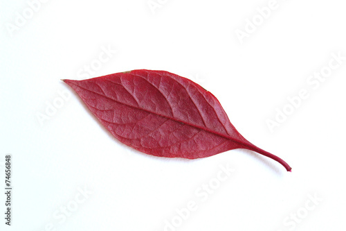 red leaf