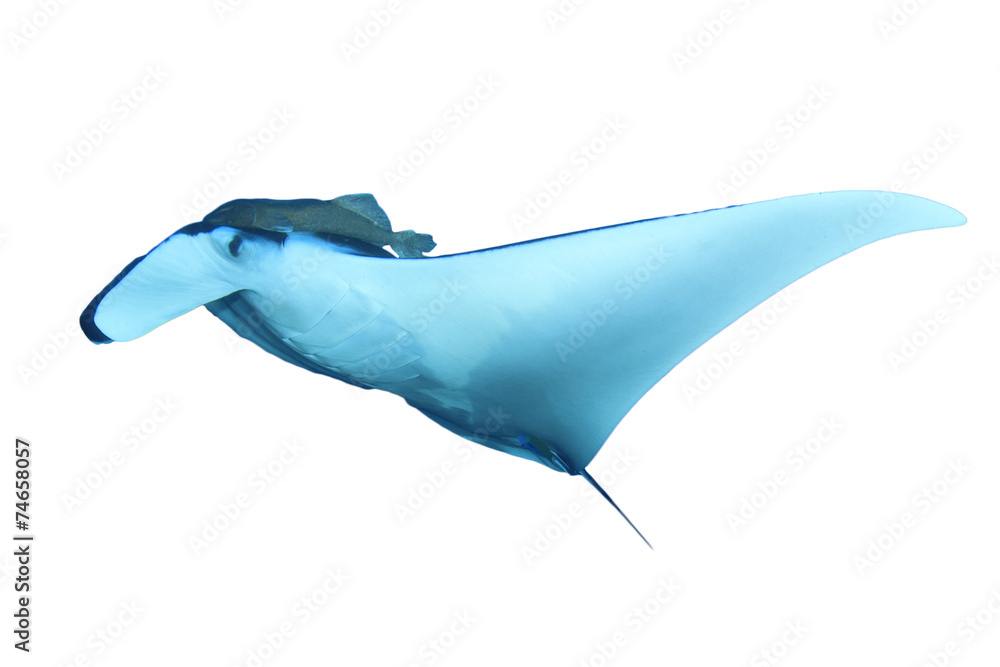 Fototapeta premium Manta Ray isolated on white background
