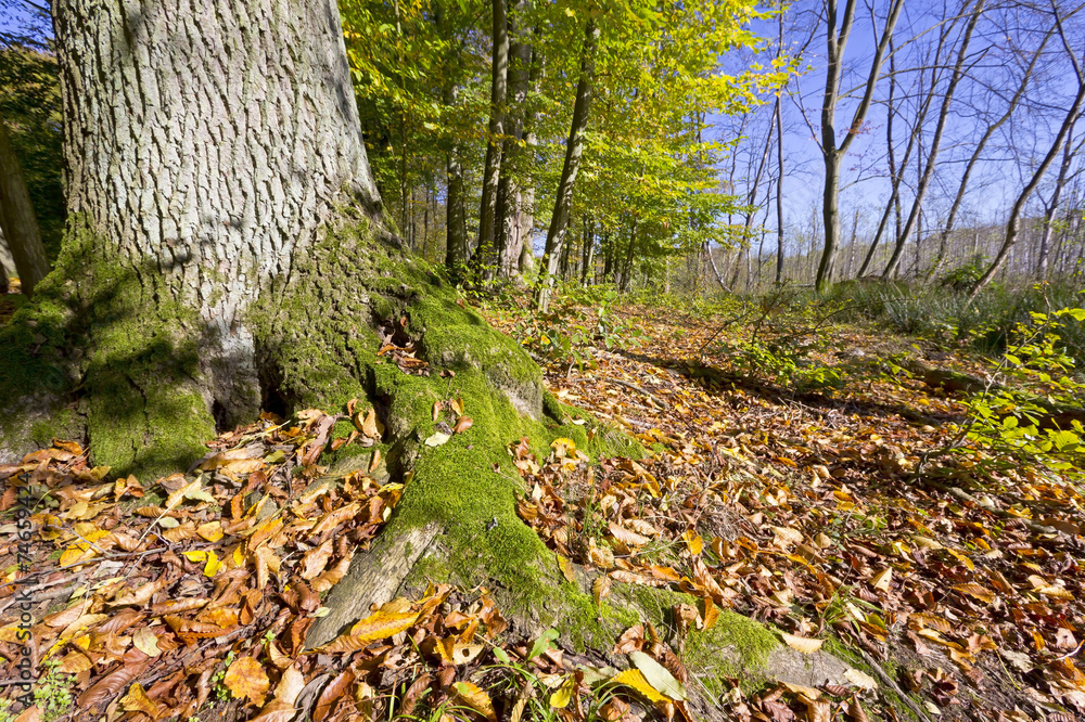 In the Forest