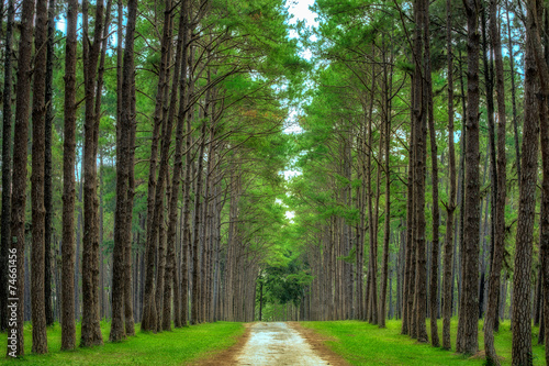 Pine Agroforestry photo