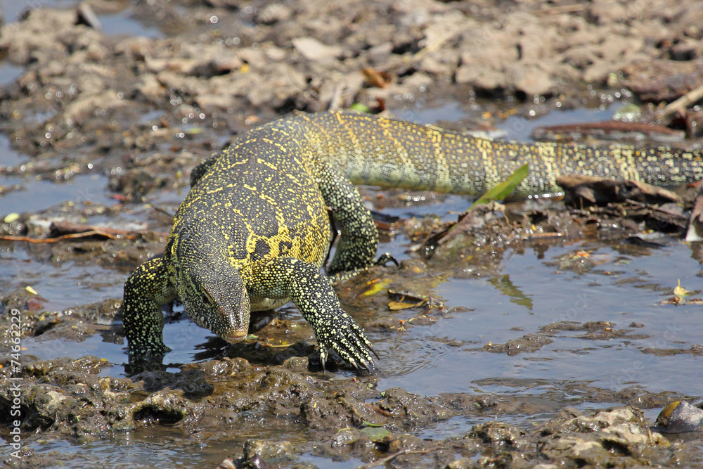 Fototapeta premium Tanzania Nile Monitor Varanus niloticus near river