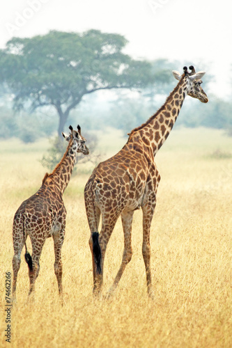 Couple of giraffes walking in Serengeti Tanzania