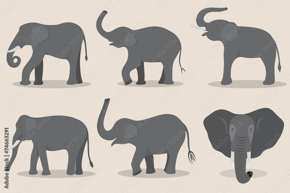Fototapeta premium Gray elephant set