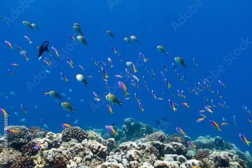 Fototapeta Naklejka Na Ścianę i Meble -  Coral reef fish underwater