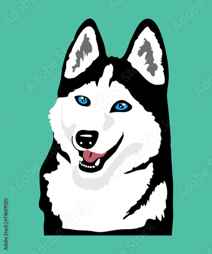 Friendly blue-eyed husky on blue background