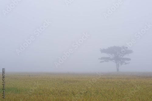 Lonely tree on the cornfield with morning mist