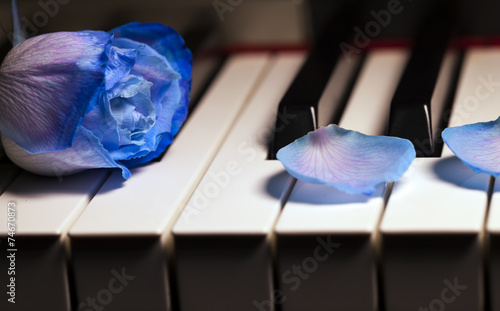 Fototapeta Naklejka Na Ścianę i Meble -  Blue Rose on Piano Keys