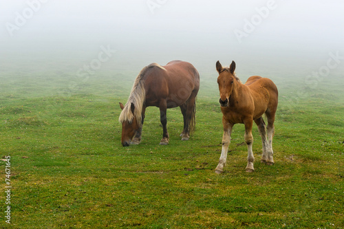 Jument et poulain dans la brume