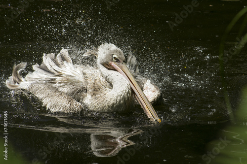 Kleine pelikaan spetterd in het water. photo