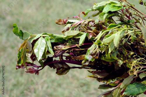 leaves of khat