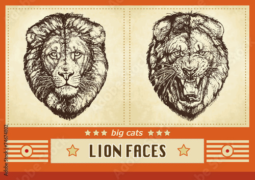 Vector illustration: lion faces