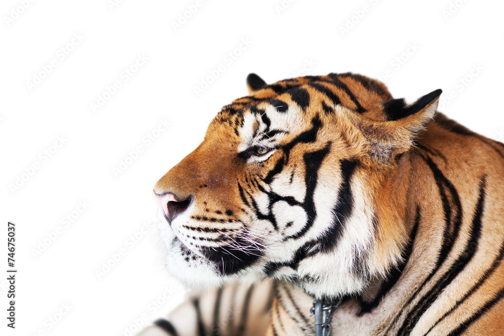 Fototapeta premium Tiger Isolated on white background